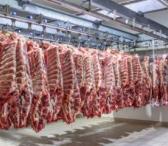 Darbas Danijoje – mėsos išpjaustymas fabrike-0