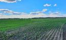 Parduodamas 3,78 ha žemės  sklypas šalia Jauniūnų, Žarnavagių k.,  Širvintų raj.-2
