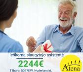 IEŠKOME SLAUGYTOJO ASISTENTĖS SU OLANDŲ AR ANGLŲ KALBOMIS!-0