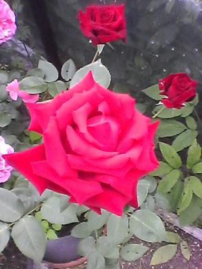 Roziu krumai (vazone)-5