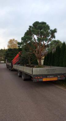 Transporto paslaugos- Krovinių pervežimas, fiskaro nuoma, sunkvežimių nuoma-3