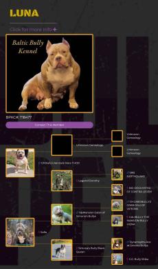 AMERICAN BULLY šuniukų vada-7