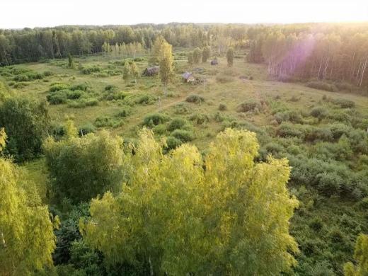 PARDUODAMAS VIENKIEMIS MIŠKO APSUPTYJE, ROKIŠKIO R. SAV., KRIAUNŲ SEN., RUKELIŲ K.-1