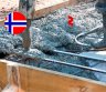 Betonuotojai – darbas Norvegijoje (1981)-0