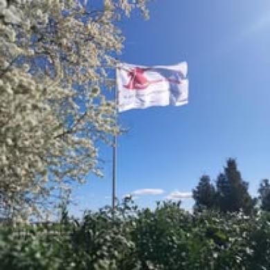 Darbas knygryšiams Danijoje-0