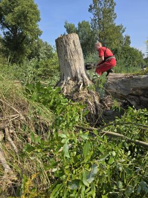 Apleistų sodibu, sklypų, tvarkymas žoles, krūmų, medžiu, pjiovimas, šiukšlių, išvežimas, Vilnius ir už jio rybu,-4