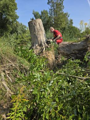 Apleistų sodibu, sklypų, tvarkymas žoles, krūmų, medžiu, pjiovimas, šiukšlių, išvežimas, Vilnius ir už jio rybu,-7