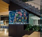 Akvariumų įrengimas, priežiūra Lietuvoje-0