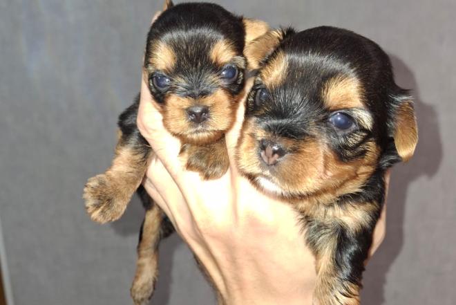 Grynaveisliai Jorkšyro terjero šuniukai-0