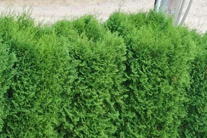 Tujos apie 2,5-3m aukščio-0