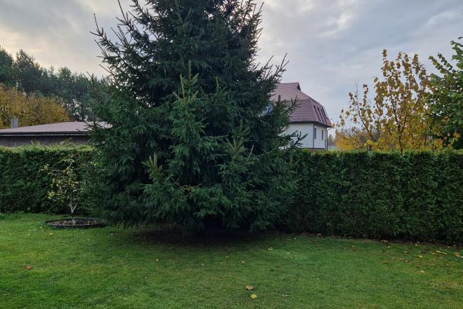 Dovanoju eglę Kalėdoms, Naujiesiems Metams-0