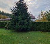 Dovanoju eglę Kalėdoms, Naujiesiems Metams-0