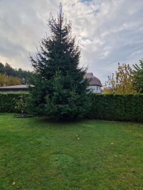 Dovanoju eglę Kalėdoms, Naujiesiems Metams-0