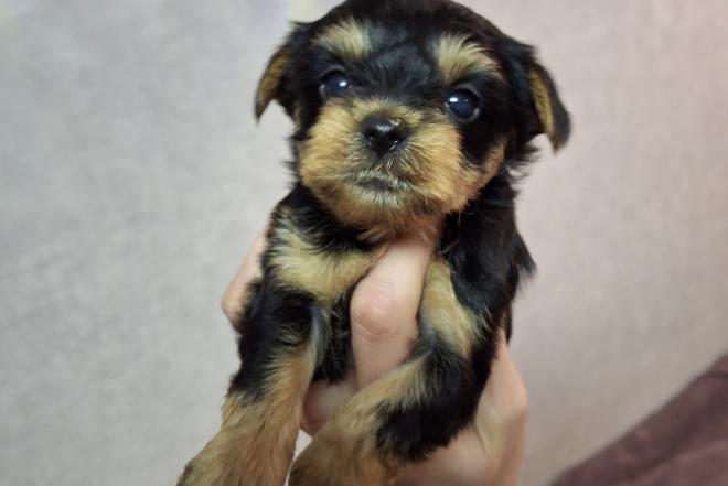 Grynaveisliai Jorkšyro terjerų šuniukai.-0