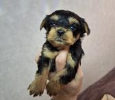 Grynaveisliai Jorkšyro terjerų šuniukai.-0