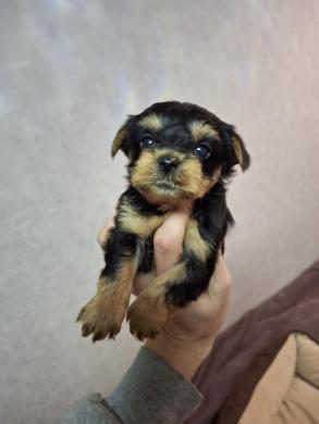 Grynaveisliai Jorkšyro terjerų šuniukai.-0