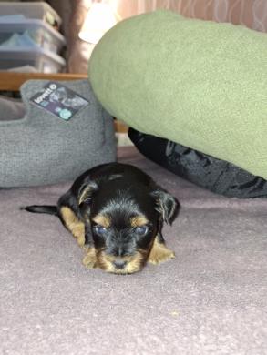 Grynaveisliai Jorkšyro terjerų šuniukai.-1