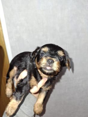 Grynaveisliai Jorkšyro terjerų šuniukai.-2