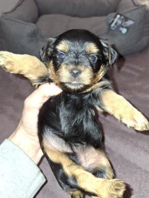 Grynaveisliai Jorkšyro terjerų šuniukai.-3