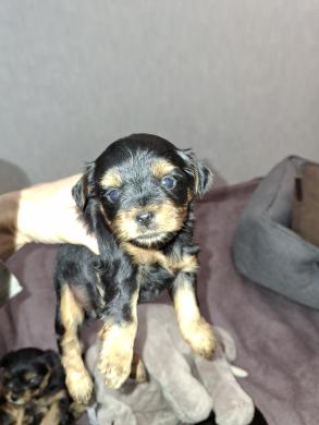 Grynaveisliai Jorkšyro terjerų šuniukai.-5