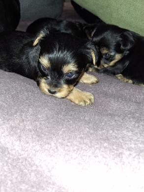 Grynaveisliai Jorkšyro terjerų šuniukai.-6