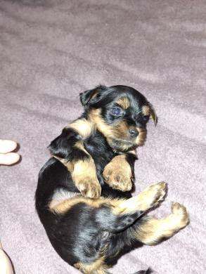 Grynaveisliai Jorkšyro terjerų šuniukai.-7