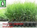 Tujos smaragd multipaletės 10-25cm 2 metai 0,20 €-0
