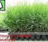 Tujos smaragd multipaletės 10-25cm 2 metai 0,20 €-0