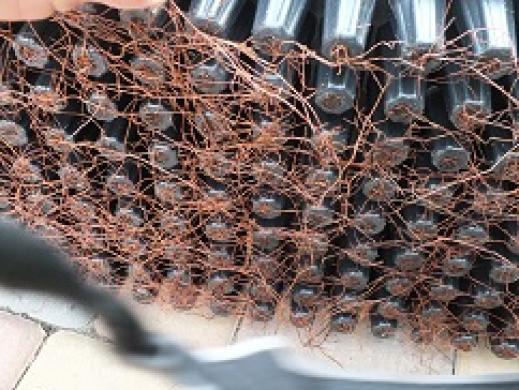 Tujos smaragd multipaletės 10-25cm 2 metai 0,20 €-1