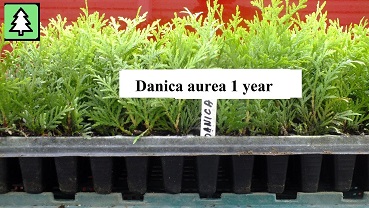 Tujos "Danica " sodinukai 0,18€. -multipaletės-0