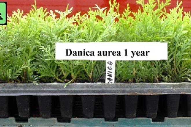 Tujos "Danica " sodinukai 0,18€. -multipaletės-0