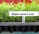 Tujos "Danica " sodinukai 0,18€. -multipaletės-0