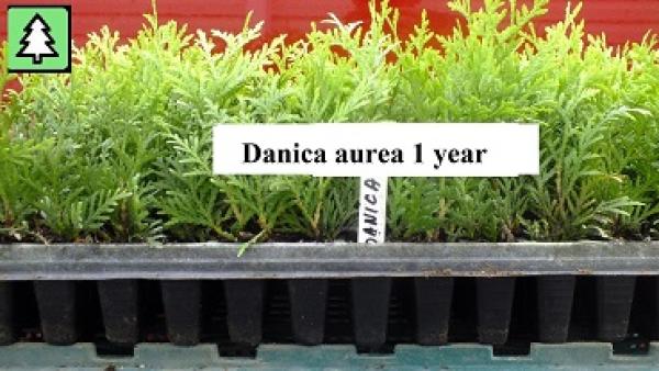 Tujos "Danica " sodinukai 0,18€. -multipaletės-0