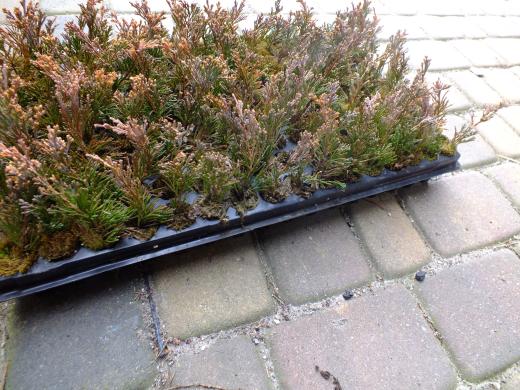 Tujos "Danica " sodinukai 0,18€. -multipaletės-1