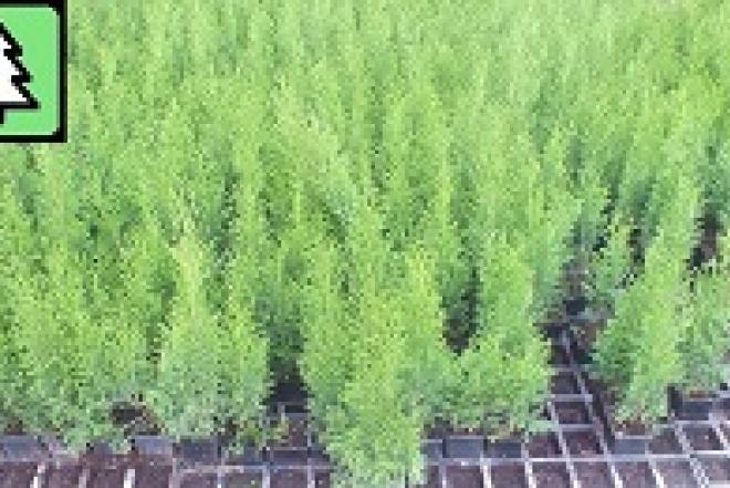 Thuja Smaragd - p9 vazonas - 0,80 € - iki 60 cm-0