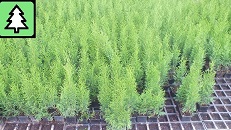 Thuja Smaragd - p9 vazonas - 0,80 € - iki 60 cm-0