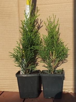 Thuja Smaragd - p9 vazonas - 0,80 € - iki 60 cm-1