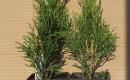 Thuja Smaragd - p9 vazonas - 0,80 € - iki 60 cm-1