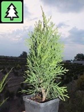 Thuja Smaragd - p9 vazonas - 0,80 € - iki 60 cm-3