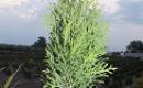 Thuja Smaragd - p9 vazonas - 0,80 € - iki 60 cm-3