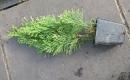 Thuja Smaragd - p9 vazonas - 0,80 € - iki 60 cm-2