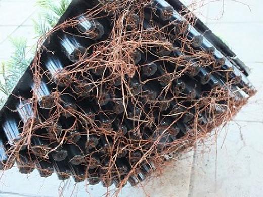 Tolesniam auginimui tujos Smaragd  2 metukų tujos. kaina po 0,19 €/vnt.-2