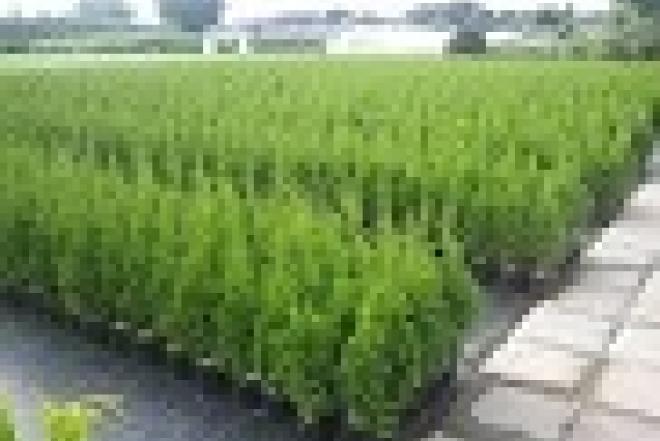 Tujos Smaragd - C2 (2l) vazonas - 1,70 € -40-65cm-0