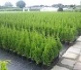 Tujos Smaragd - C2 (2l) vazonas - 1,70 € -40-65cm-0