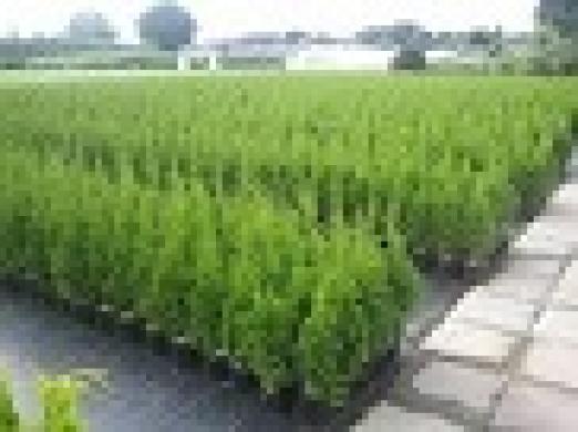 Tujos Smaragd - C2 (2l) vazonas - 1,70 € -40-65cm-0