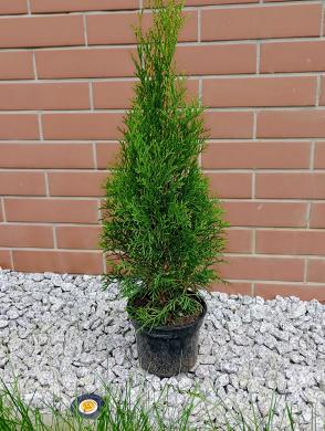 Tujos Smaragd - C2 (2l) vazonas - 1,70 € -40-65cm-1