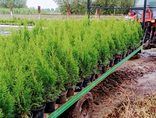 Tujos Smaragd - C2 (2l) vazonas - 1,70 € -40-65cm-2