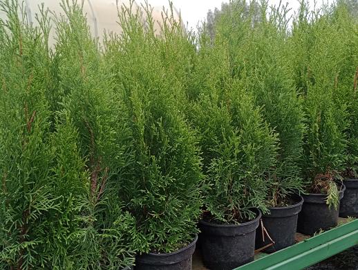 Tujos Smaragd - C2 (2l) vazonas - 1,70 € -40-65cm-3