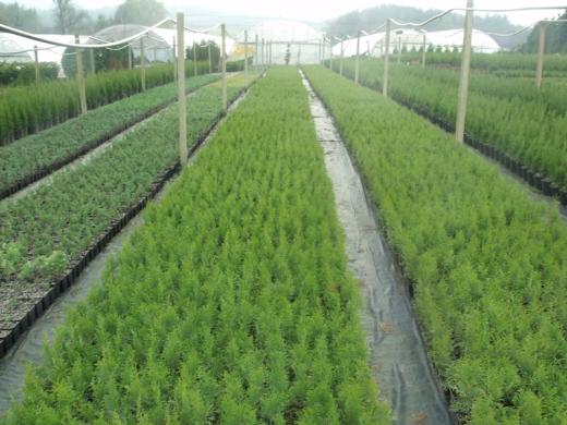 Tujos Smaragd - p9 vazonas - 0,49 € - iki 55 cm-1