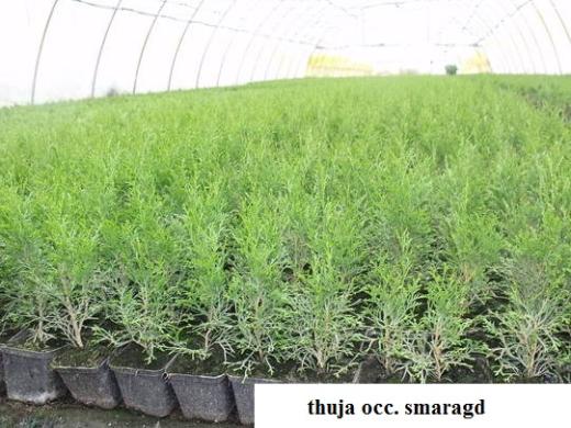 Tujos Smaragd - p9 vazonas - 0,49 € - iki 55 cm-2